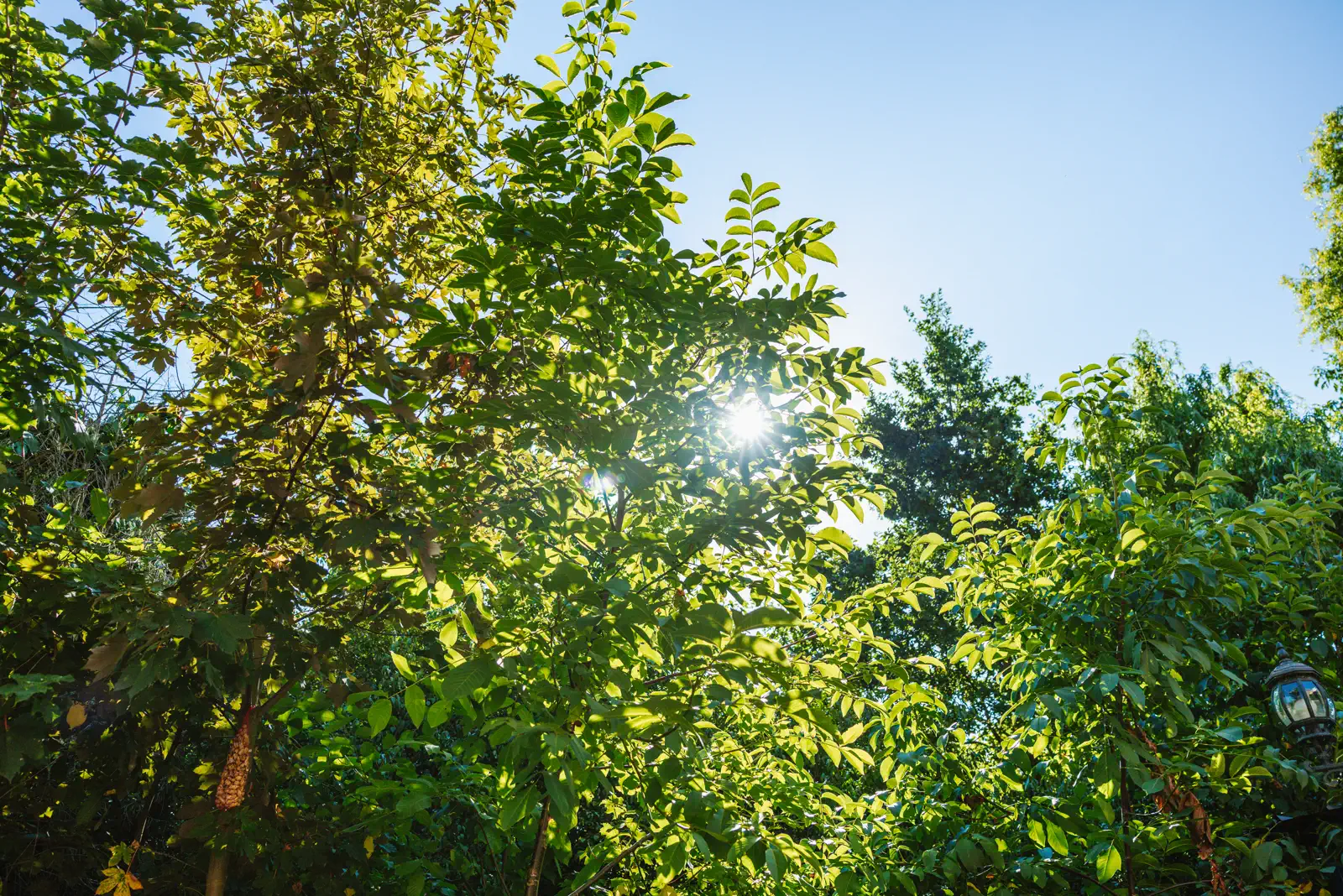 Bomen en zon in de tuin